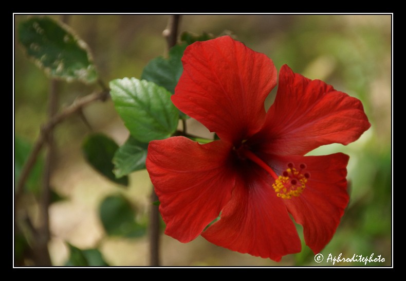 026 Fleurs